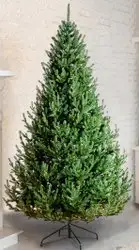 Ель GreenTerra Элоди 2.5 м – изображение в каталоге