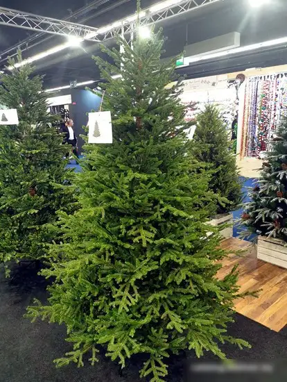 Ель GreenTerra Вилтони 2.1 м – фото товара