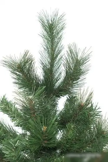 Ель Winter Time XCD06-745T 1.8 м – фото товара