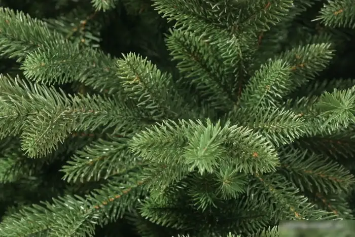 Ель Царь Елка Сапфир 1.85 м – фото товара