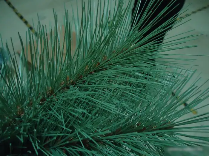 Сосна Merry Bear Келли 2.1 м пушистая – фото товара