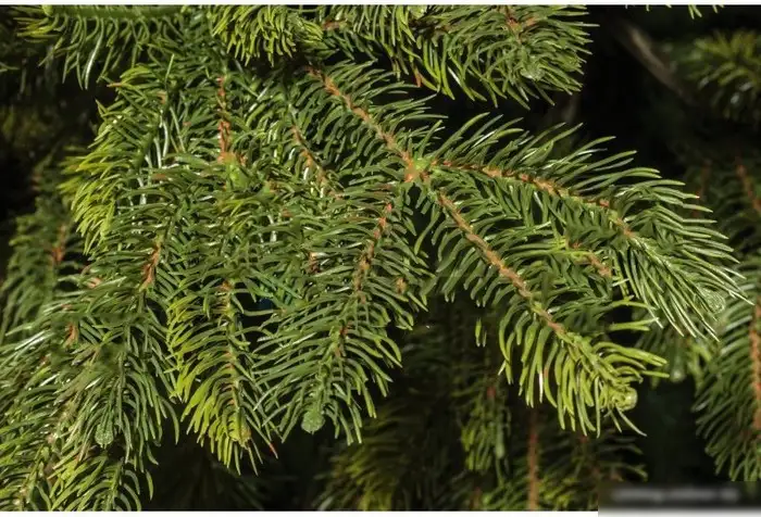 Ель National Tree Company Таежная ТЖ-230 230 см – фото товара