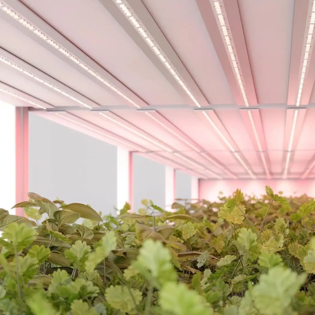 Светодиодная лента Arlight 11W/m 66Led/m 2835SMD красный 5M FITOLUX-A66-8mm 24V Red660 045214 – фото товара