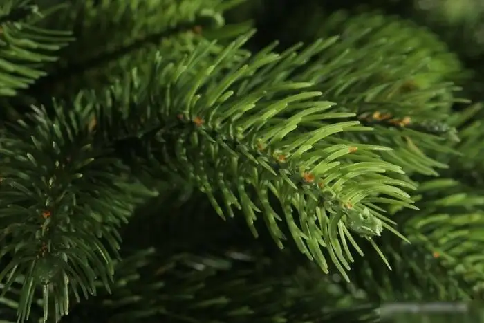 Ель Царь Елка Беверли 1.5 м – фото товара