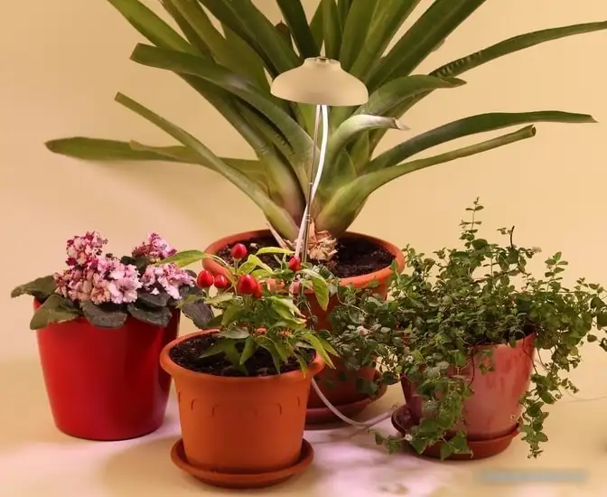 Лампа ЭРА FITO-12W-FLED – фото товара