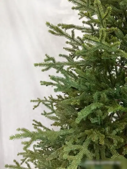 Ель GreenTerra Вилтони 2.1 м – фото товара