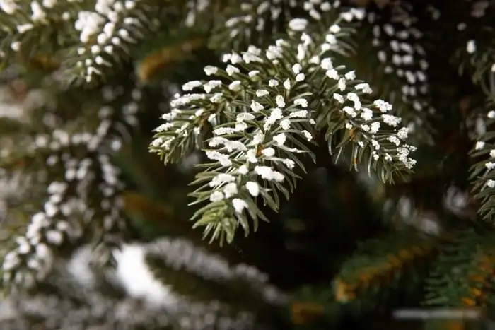 Ель GreenTerra Квебек 1.8 м – фото товара