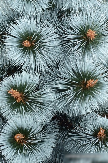 Сосна Erbis Темная с белыми кончиками 1.8 м – фото товара